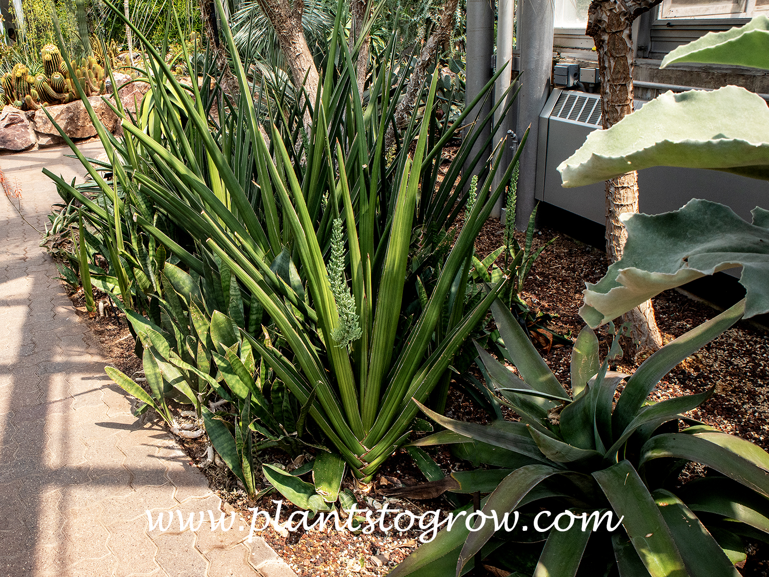Channeled Sansevieria (Sansevieria canaliculata)